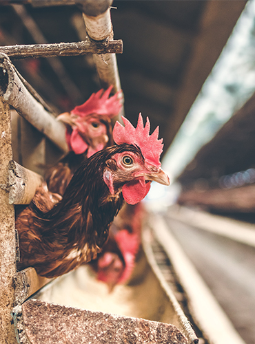 poultry-farming-gallery-2