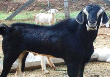 poultry-farming-gallery-3