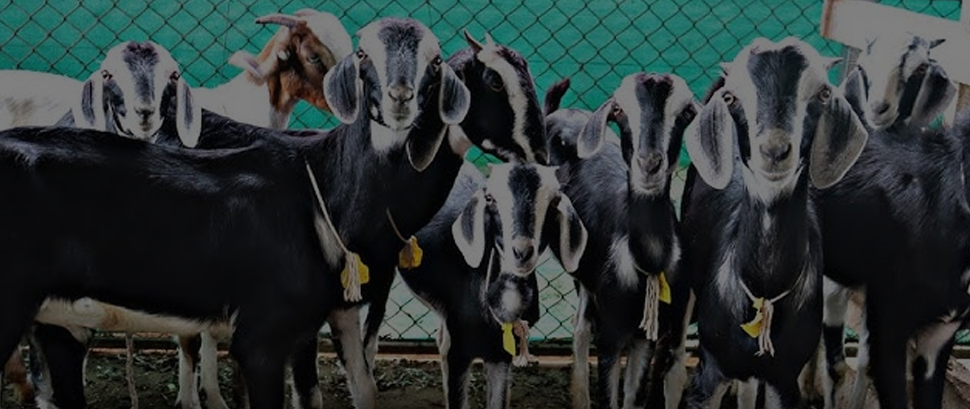 poultry-farming-slider-1